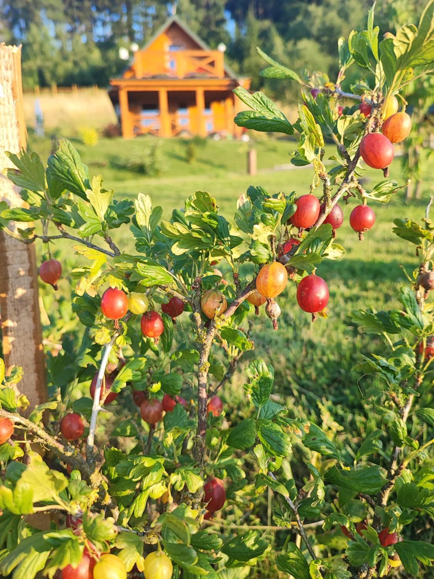 Kolorowe